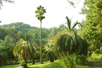 Ajaria